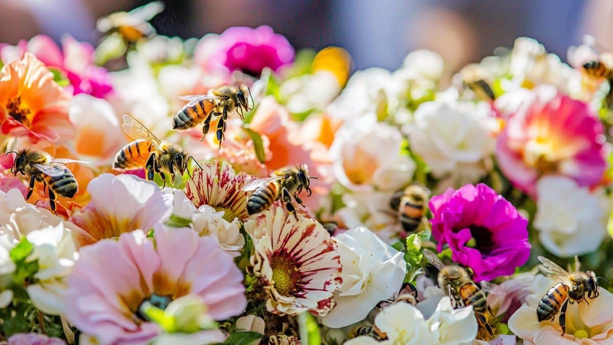 5 fleurs sublimes pour transformer votre jardin en paradis jusqu’en septembre