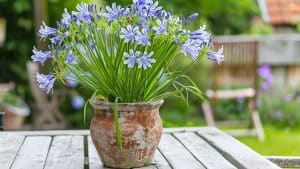 Agapanthes XXL : le secret tout simple que ma grand-mère m’a révélé un jour de pluie