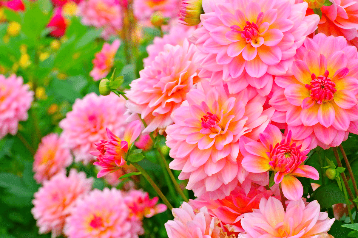 Dahlias : plantez-les sans attendre pour une explosion de couleurs cet été