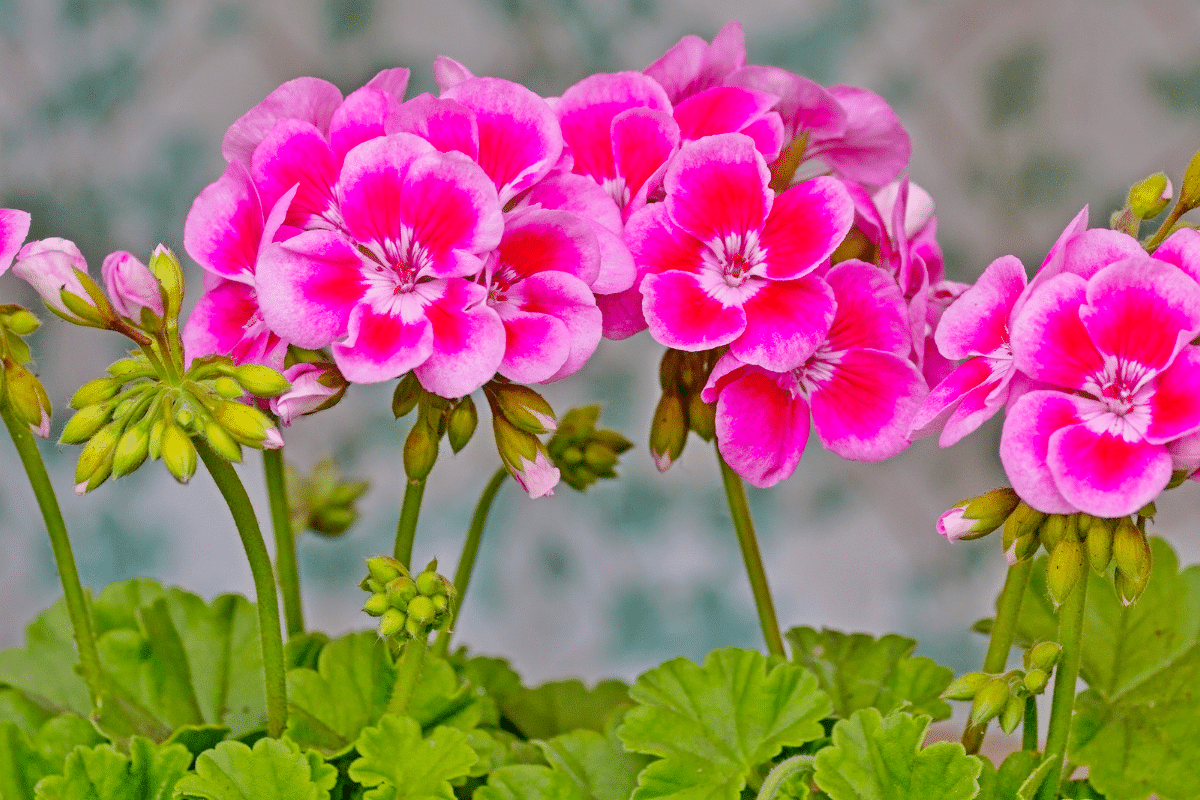 Géraniums : faites ce geste en avril pour des fleurs au bon moment