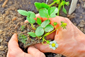 Le choix des variétés adaptées à avril