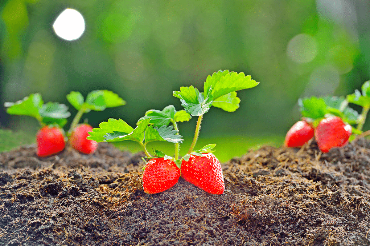 Fraisiers : pourquoi les planter en avril vous assure une récolte généreuse