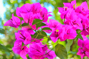 Les besoins essentiels du bougainvillier