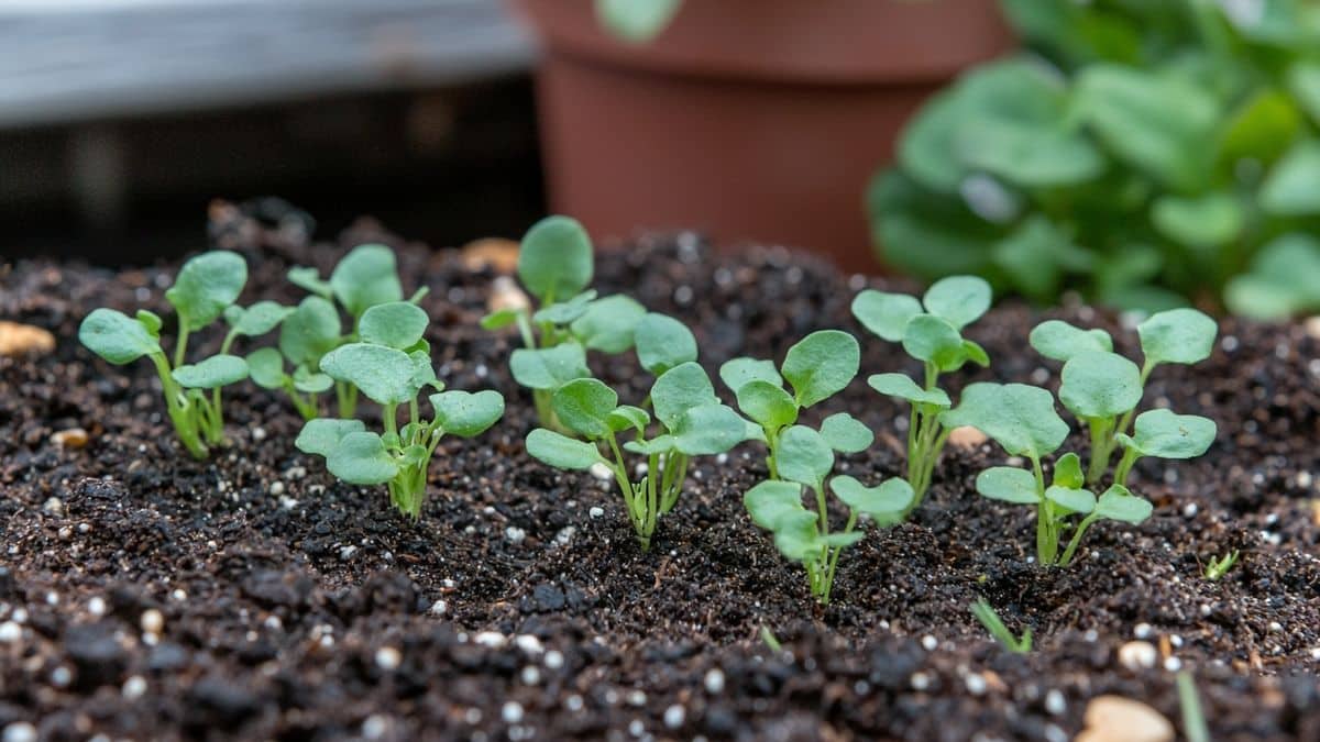 Associez ces deux graines pour un potager ultra productif cet été