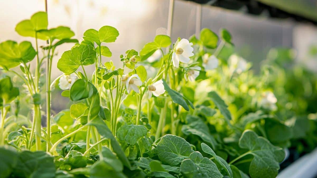Ces trois légumes plantés fin mai bravent la chaleur et poussent comme des fusées