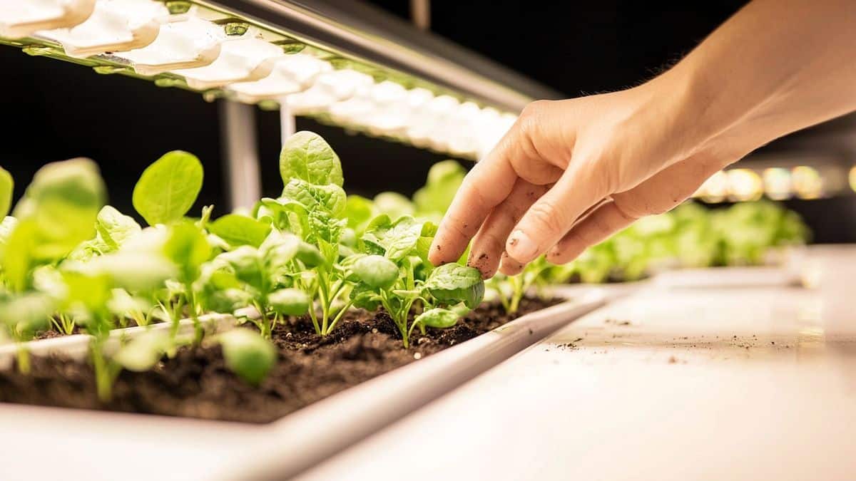Cette astuce japonaise transforme un sol pauvre en un potager luxuriant, sans aucun engrais
