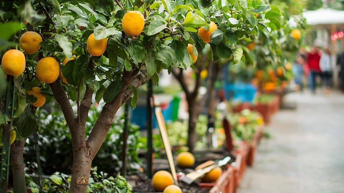 Je cultive ces arbres fruitiers sur ma terrasse… et ils donnent plus que ceux de mon jardin