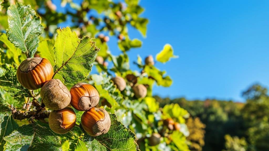 Préparer le sol et choisir les arbres hôtes