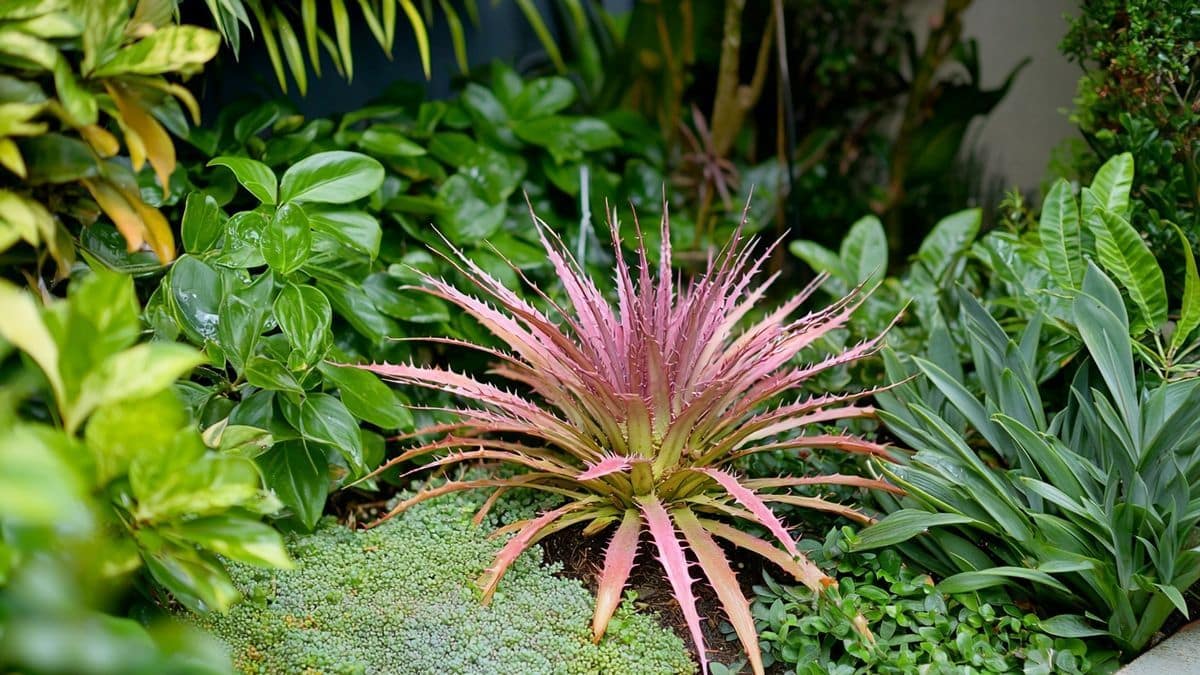 Un coin du jardin ne donnait rien depuis 3 ans… jusqu’à ce que j’y mette cette plante piquante