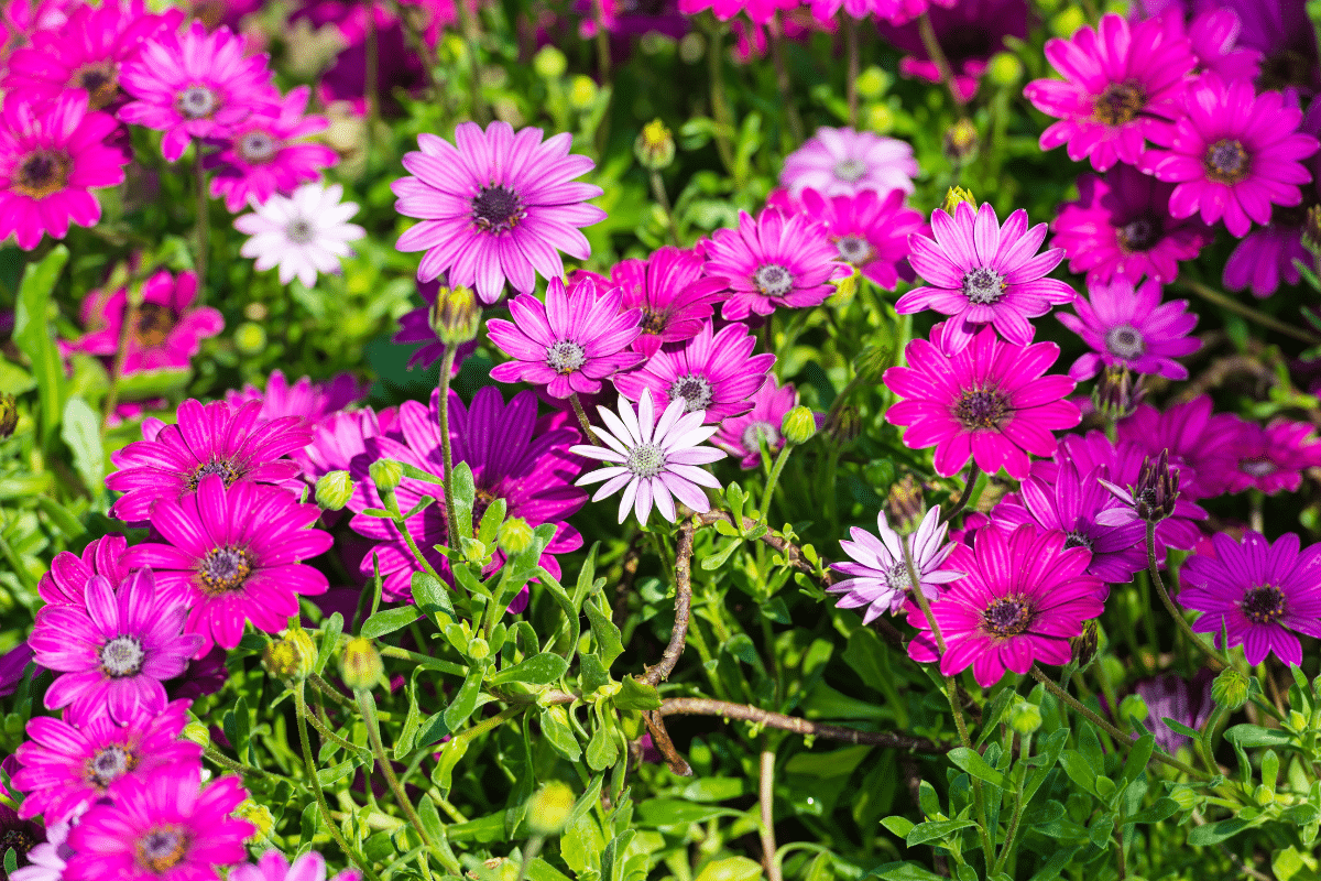 Cette fleur oubliée illumine le jardin et c’est exactement le bon moment pour la planter