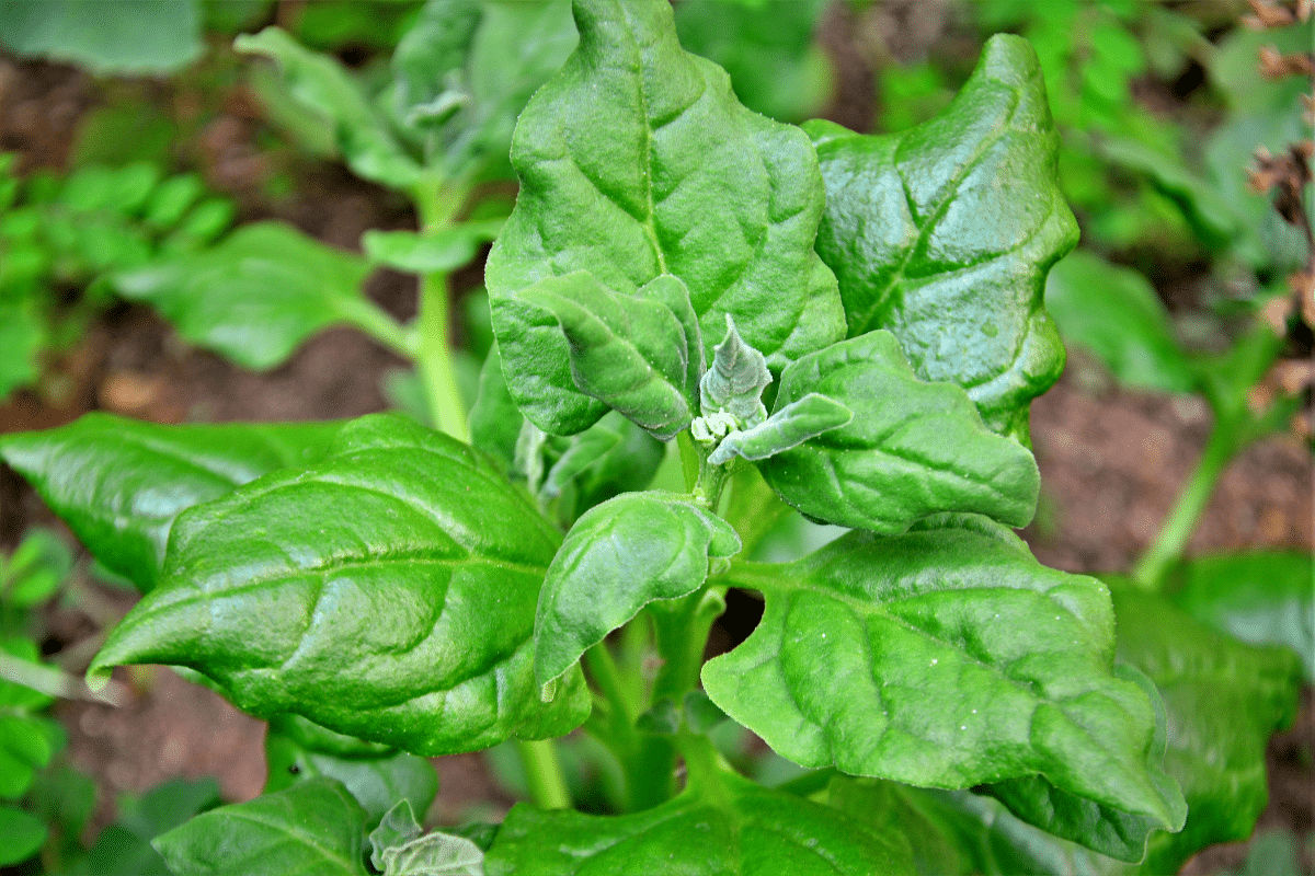 Ce légume oublié revient seul chaque année et pousse même en sol pauvre