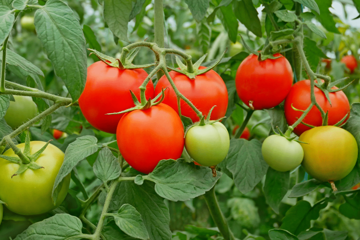 “Espace toujours les plants de tomates”, disait mon grand-père… voici pourquoi il avait raison