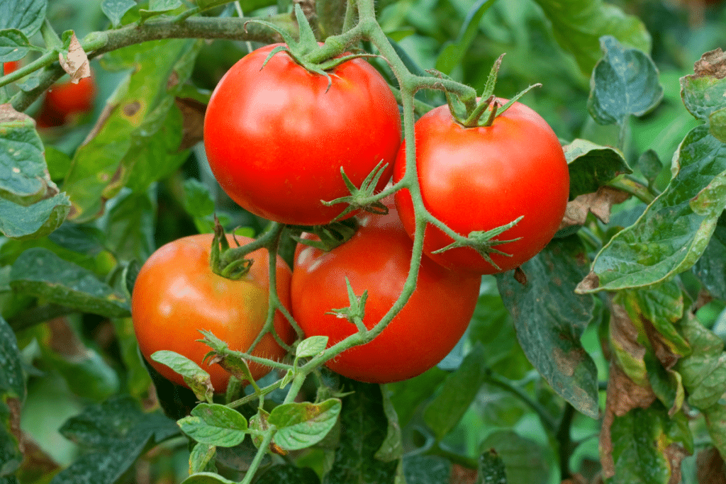 Un jardinier m’a dit de mettre mes ongles coupés au pied des tomates : j’ai testé