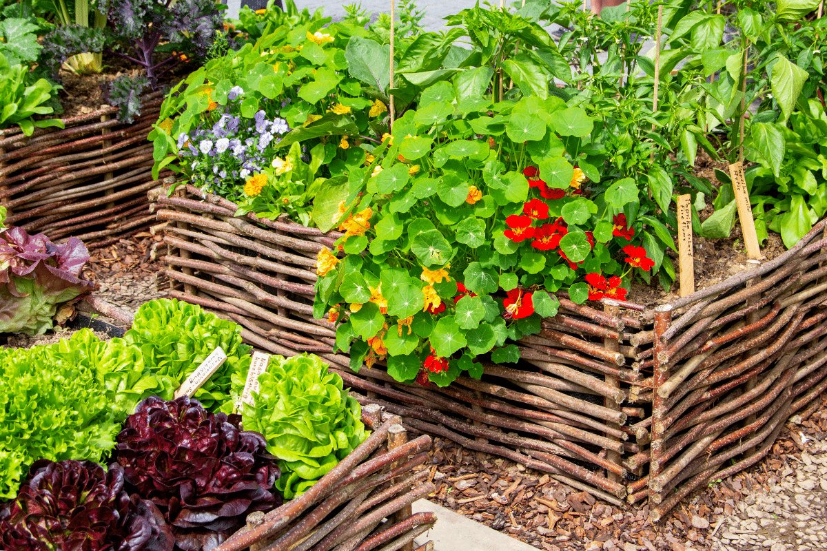 Une association simple entre deux plantes m’a débarrassé des pucerons dans tout le carré potager