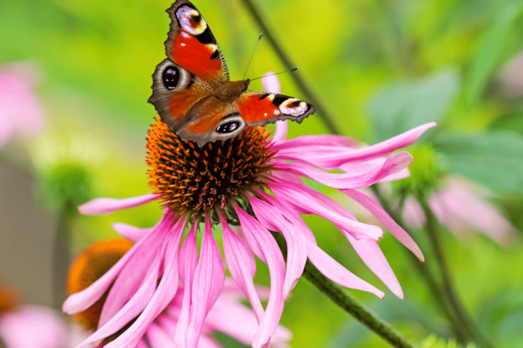 Une fleur que personne ne regarde... mais qui résiste à tout et attire des nuées de papillons