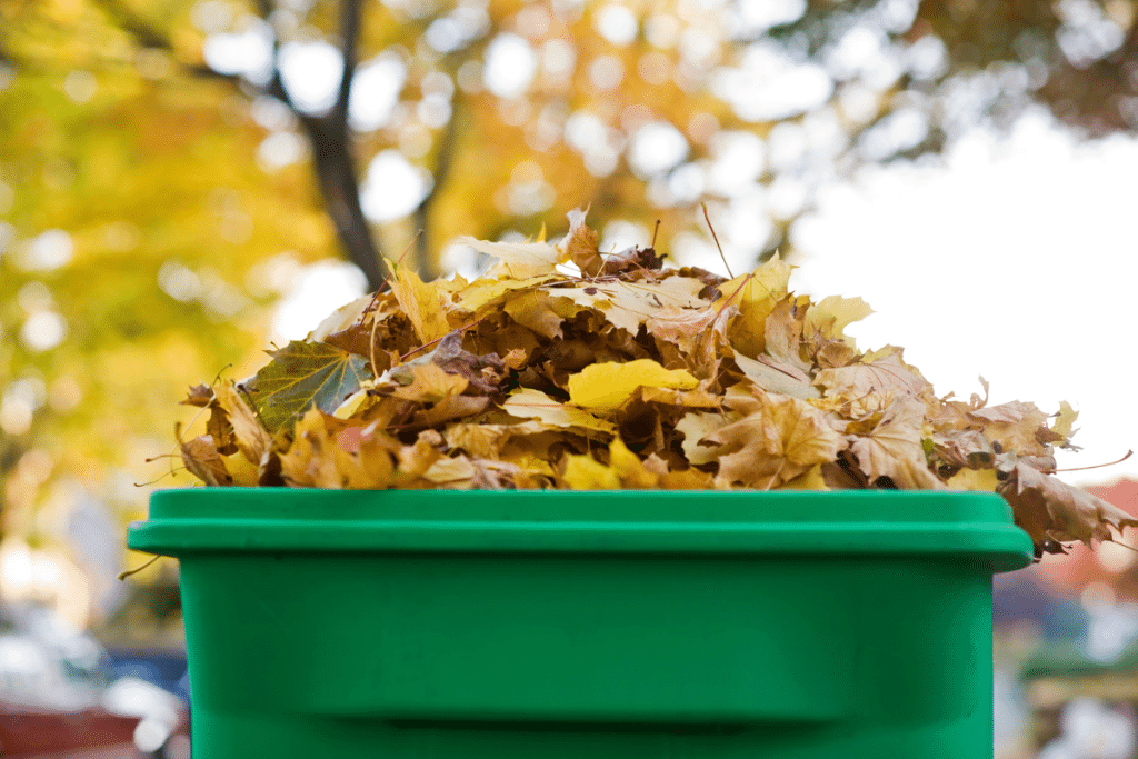 Je gardais ces feuilles pour le compost, jusqu’au jour où un jardinier m’a révélé leur vraie valeur