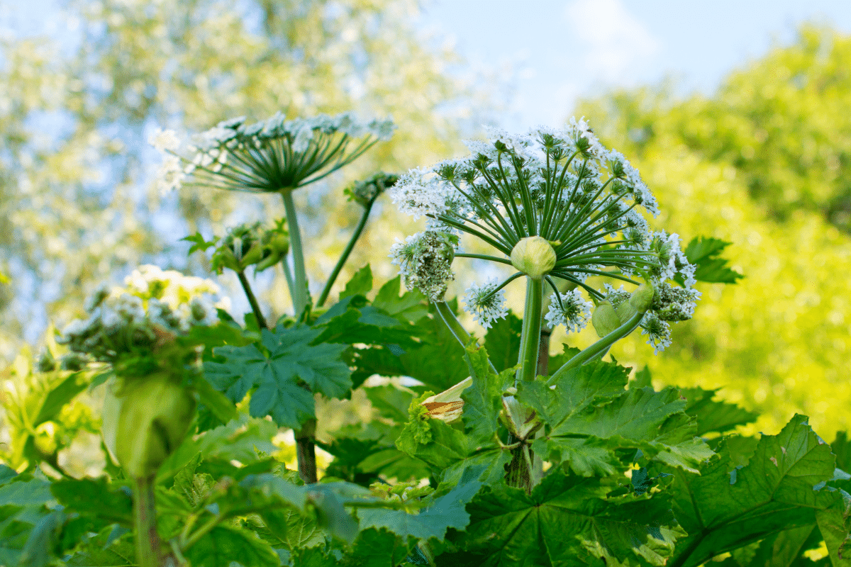 Un légume rustique oublié revient seul chaque printemps… et sans rien demander