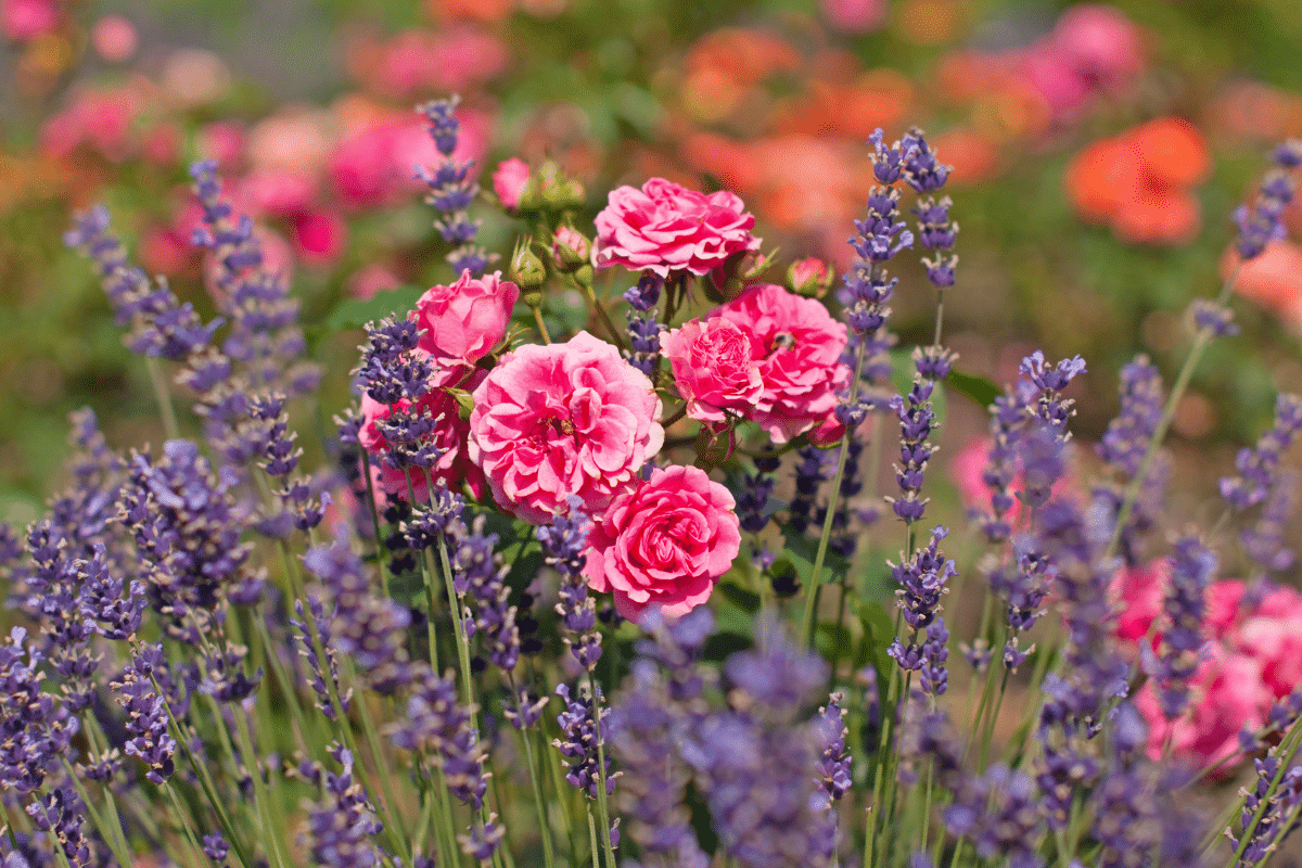J’ai découvert une plante répulsive efficace en l’essayant par hasard près des rosiers