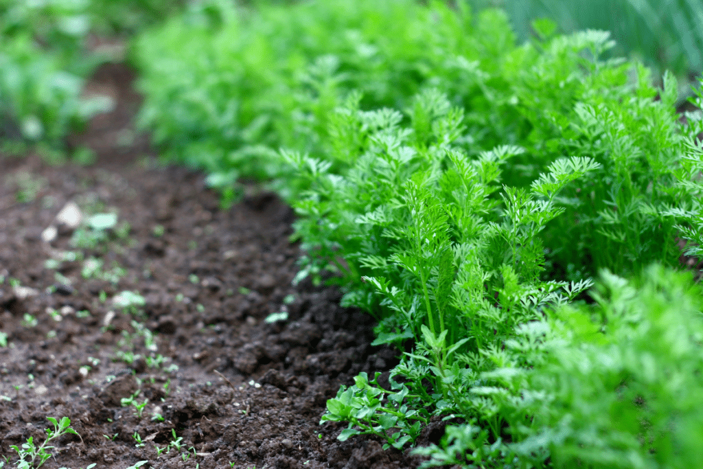 Un vieux geste de maraîcher pour empêcher les carottes de filer dès le départ