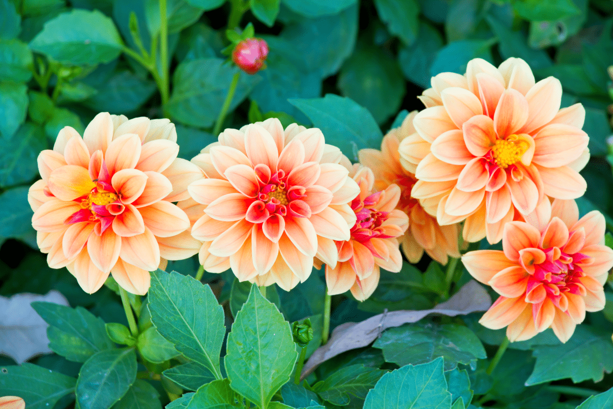 Mes dahlias ne donnaient rien avant que je découvre ce timing parfait pour les réveiller