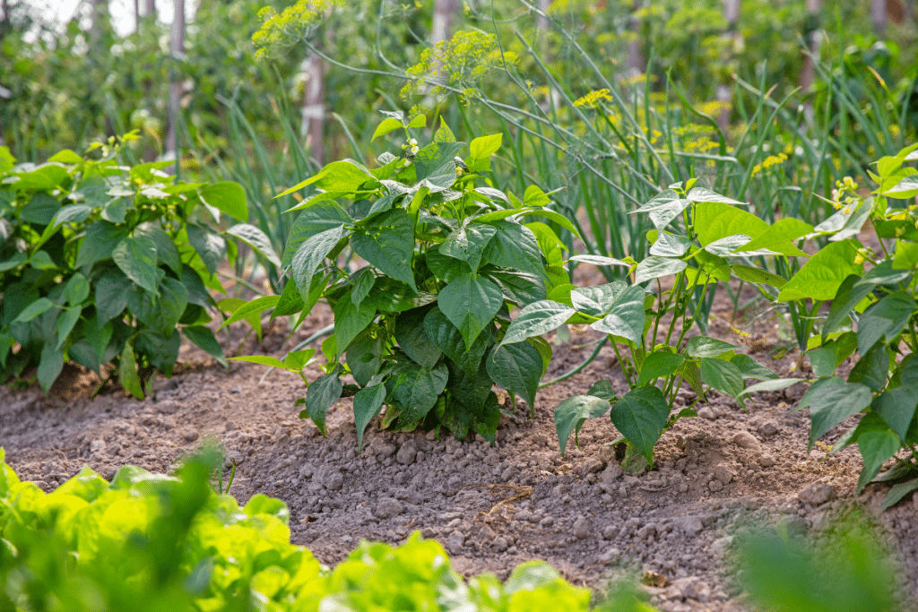 Je peinais à faire lever mes haricots… jusqu’à ce que je tombe sur cette méthode pro