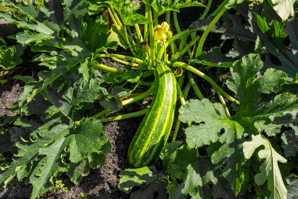 Avant d’arroser en mai, je fais toujours ce geste simple : mes courgettes ne grillent plus