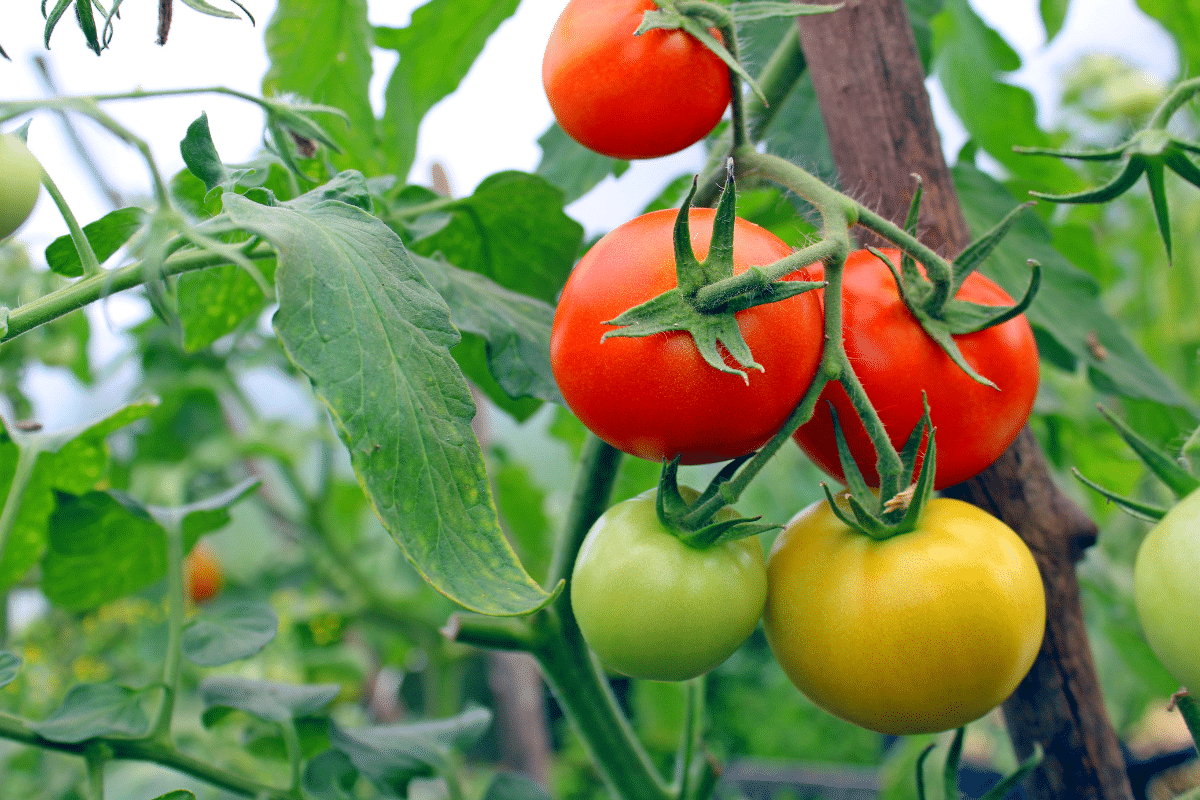Un geste de mai qui semble banal… mais sauve vos tomates de la maladie