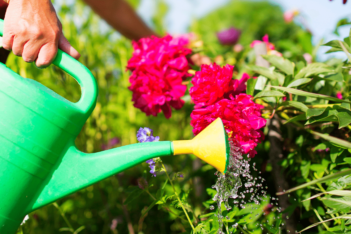 Ne finissez pas vos plantations sans avoir testé cette astuce qui limite les oublis d’arrosage