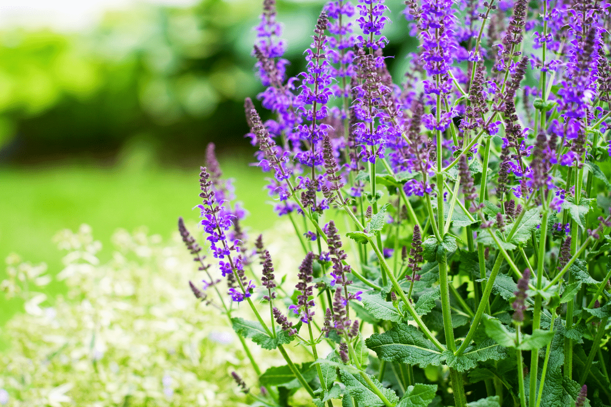Cette plante aromatique pousse toute seule et garde votre sol impeccable