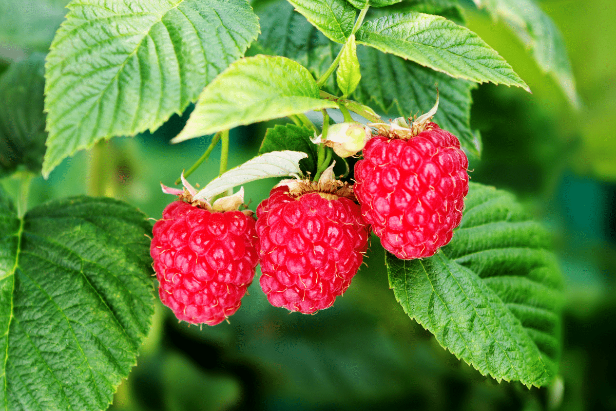 Tout savoir pour planter vos framboisiers et réussir votre récolte dès cette saison