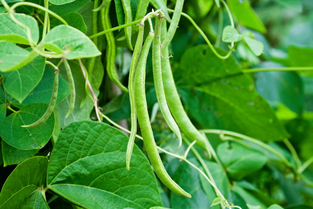 Haricots verts : le moment idéal pour semer et récolter généreusement expliqué pas à pas