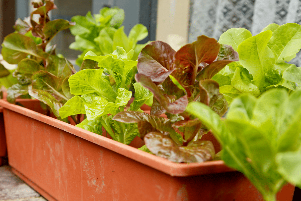 Le piège qui fait monter vos salades en graines trop vite… et comment l’éviter dès le semis