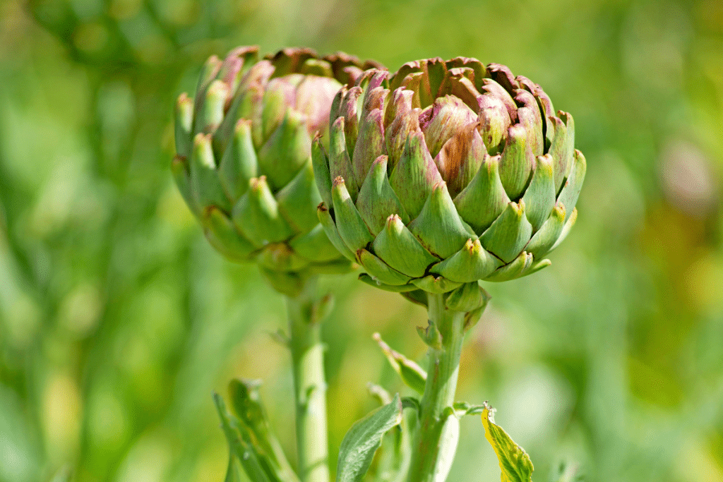 Ce légume oublié fait des récoltes incroyables tout l’été, pour peu qu’on le sème en mai