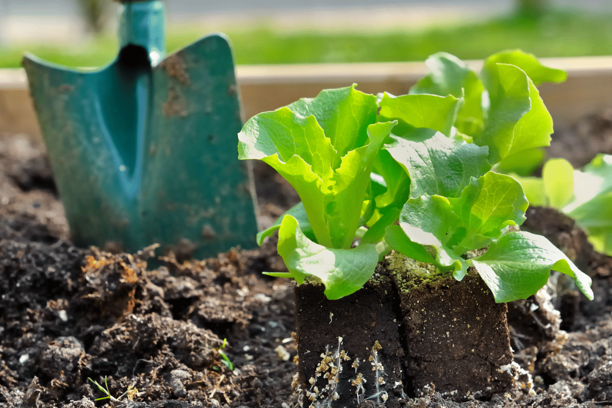 Ce détail crucial au semis change tout pour vos salades en mai
