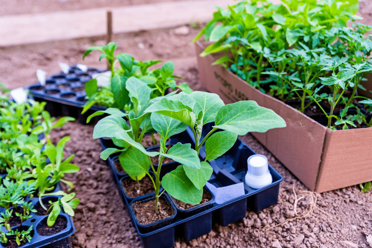Voici quoi planter en mai dans votre potager et votre verger pour ne rien louper