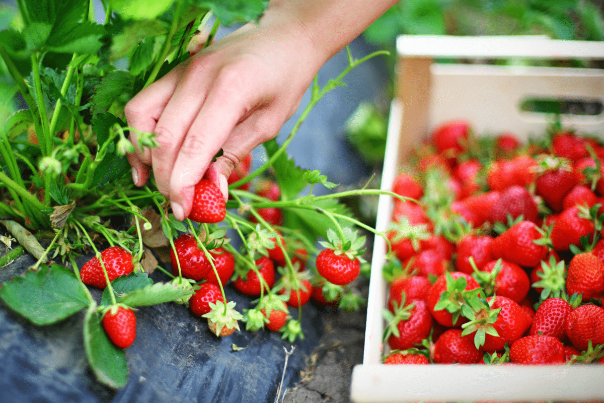 Le geste tout simple qui a doublé ma récolte de fraises cette saison