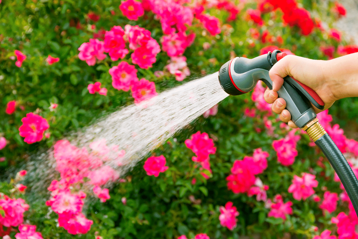 Changez cette habitude d’arrosage et regardez vos plantes revivre