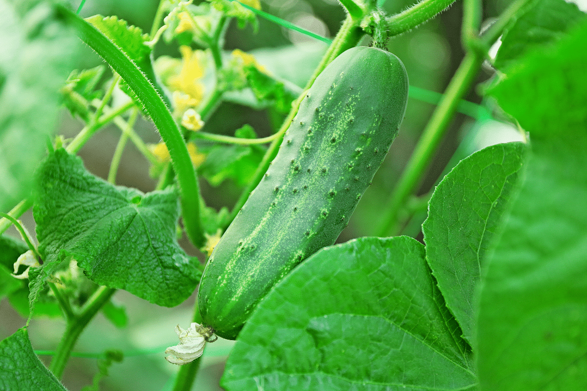 Suspendez ça dans votre jardin au printemps : vos récoltes pourraient bien vous surprendre