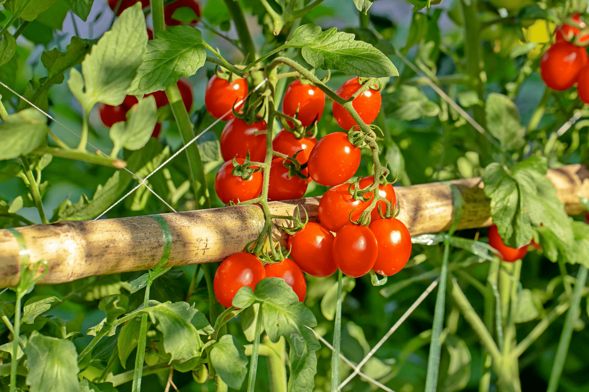 Je croyais ce vieux geste oublié… jusqu’à ce que mes tomates poussent deux fois plus vite