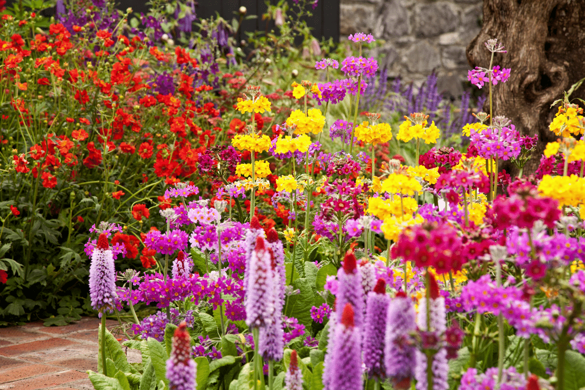 15 Plantes qui adorent le plein soleil et n’ont presque pas besoin d’arrosage