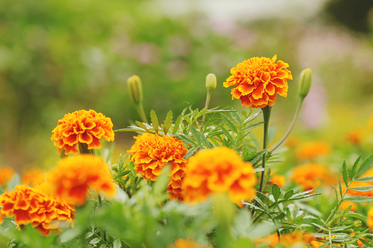 Anti-pucerons naturel : cette plante semée en mai est l’arme secrète du potager