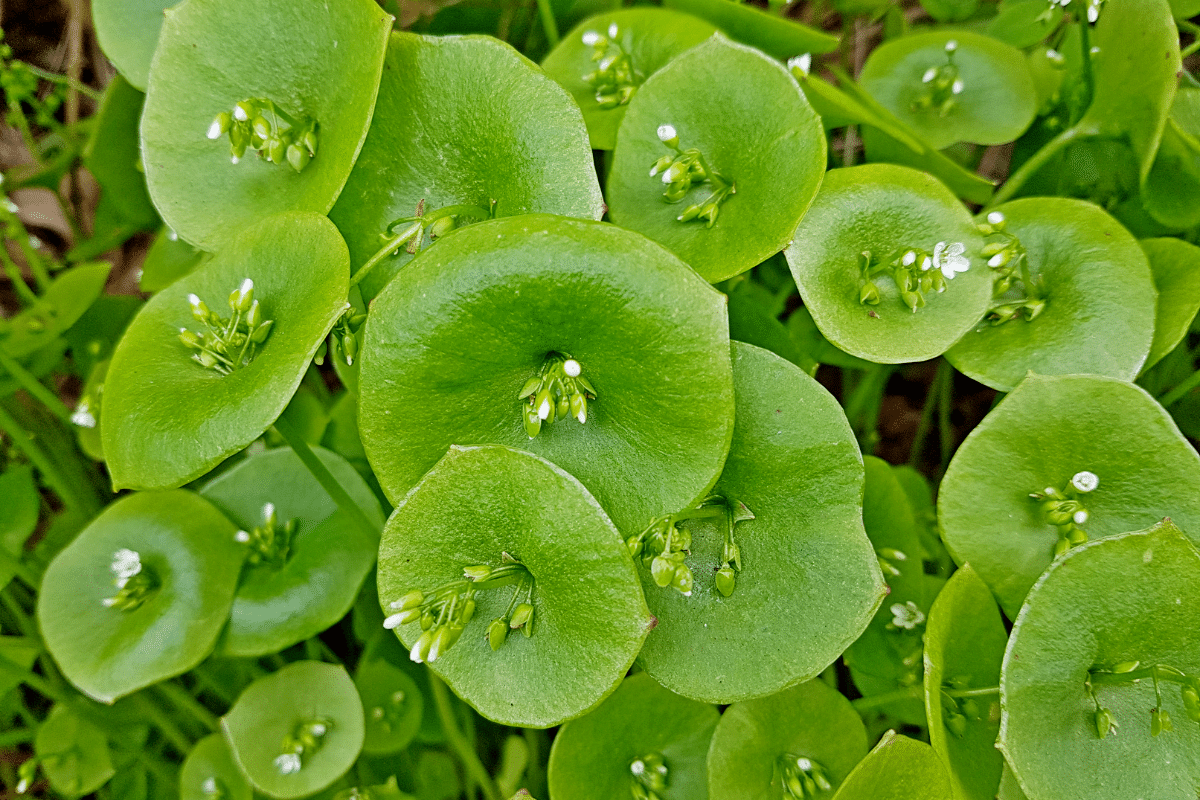 Elle pousse toute seule, parfume les plats et empêche les mauvaises herbes de revenir