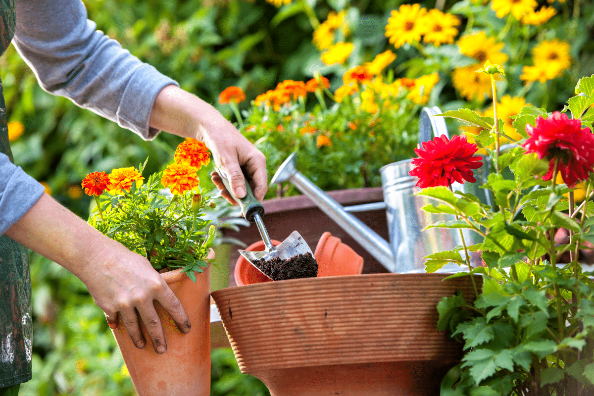 Ces fleurs de mai changent tout : elles transforment un jardin banal en petit paradis