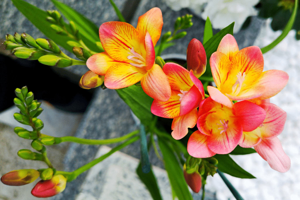 Le freesia commun : Personne ne connaît cette plante qui fleurit au printemps, très facile d'entretien et qui apporte de magnifiques couleurs.