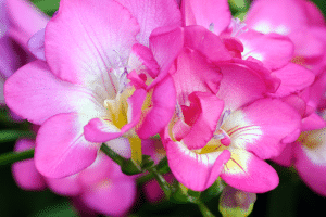 Les caractéristiques du freesia commun