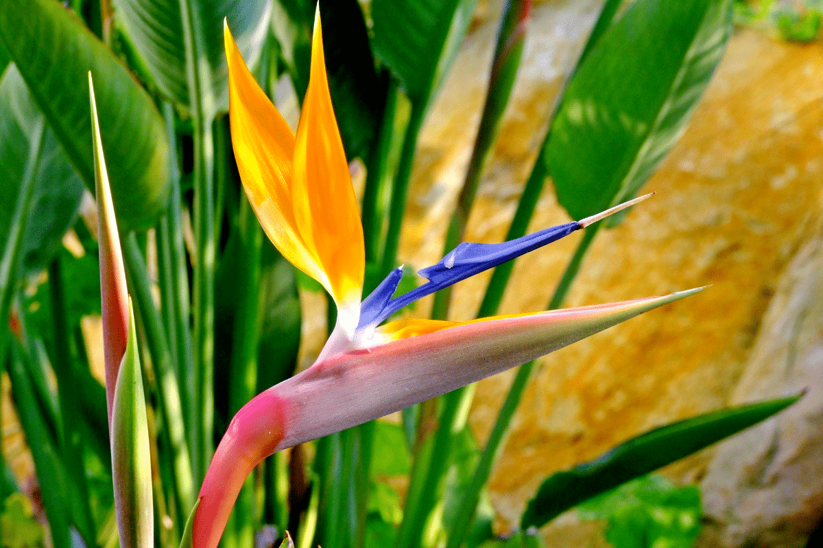 Strelitzia : où le planter en France pour qu’il dévoile toute sa beauté