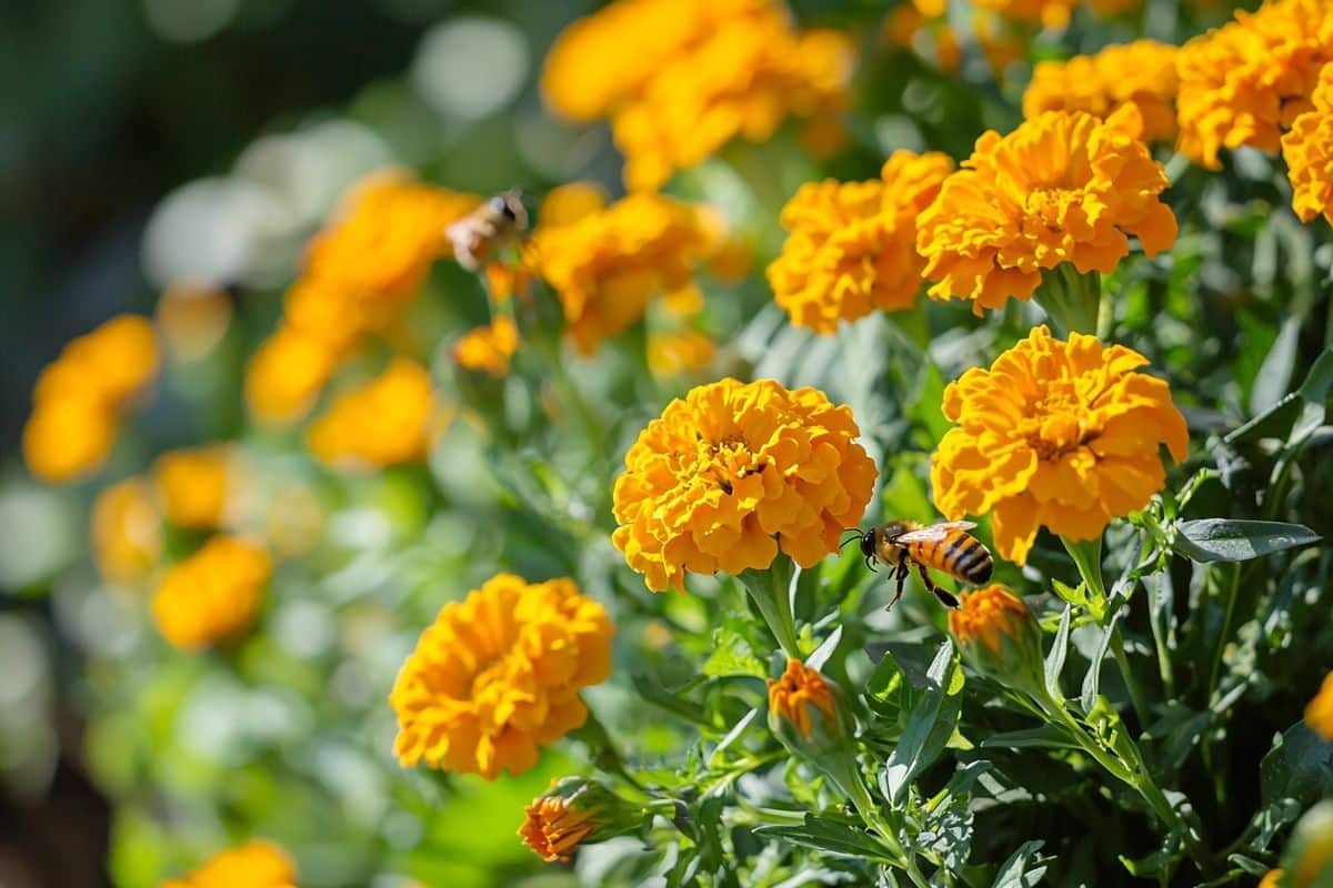5 fleurs qui transforment un coin de jardin en tableau vivant jusqu’aux premiers froids