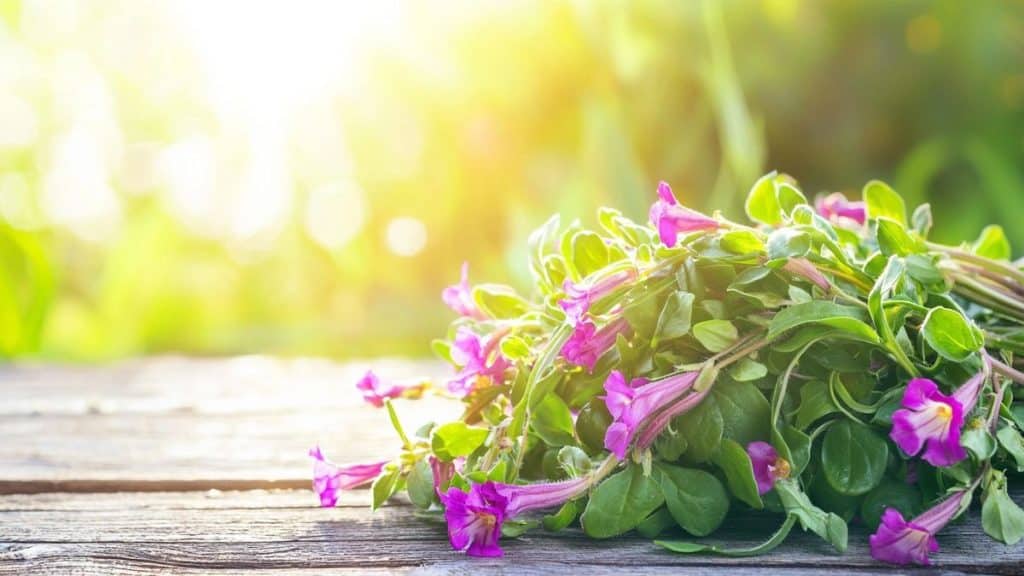 Ce légume oublié se cultive tout seul… et explose en goût : impossible de revenir en arrière après l’avoir goûté