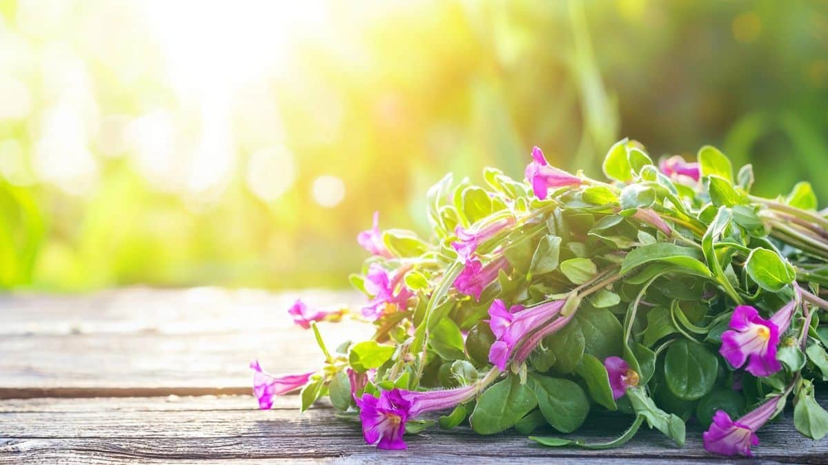 Ce légume oublié se cultive tout seul… et explose en goût : impossible de revenir en arrière après l’avoir goûté