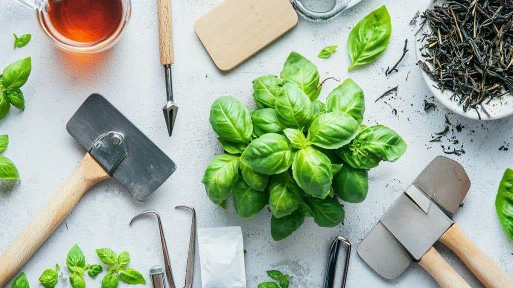 Ce vieux sachet de thé dans le pot de basilic : le résultat laisse sans voix (et booste la récolte)